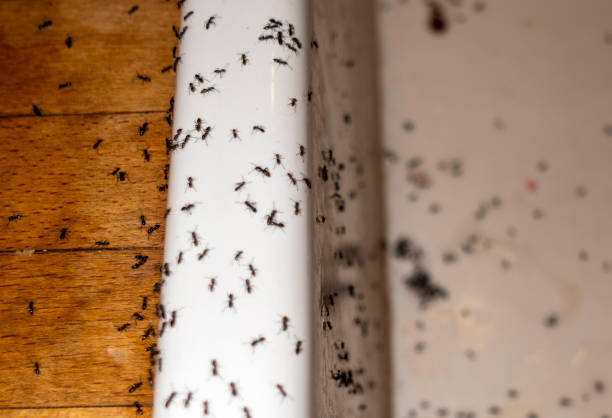 Best Flea Control Services  in Elmwood Place, OH